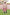 Poncho (Experience) -