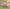 Poncho (Experience) -