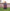 Poncho (Experience) -