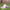 Poncho (Experience) -