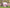 Poncho (Experience) -