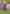 Poncho (Experience) -