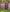 Poncho (Experience) -